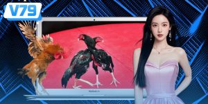 Đá Gà Thomo - Khám Phá Trường Gà Và Các Hình Thức Thi Đấu